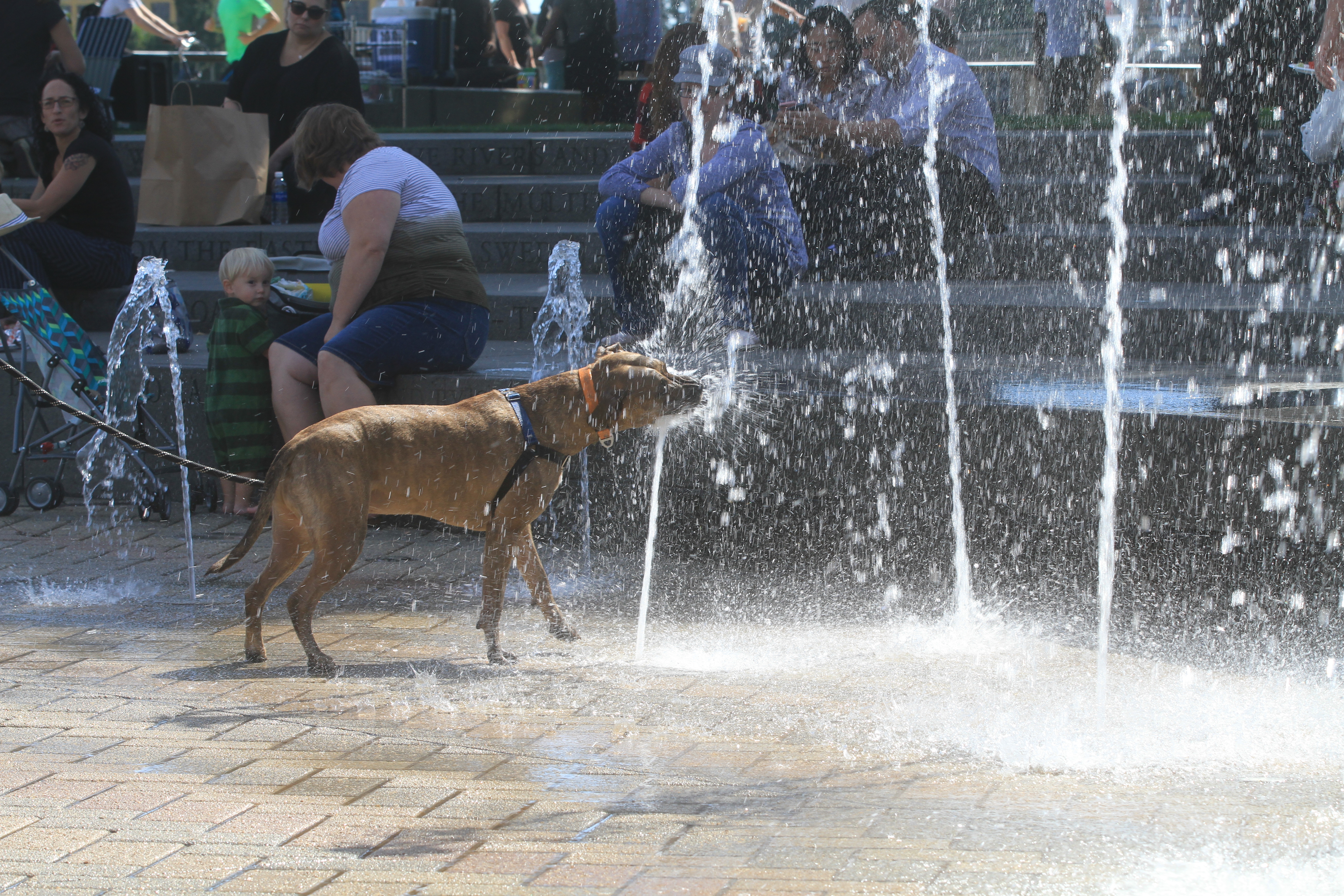 中國專家表示，武漢肺炎病毒在哺乳動物間傳播，若寵物與病人有過接觸，也需要接受隔離。圖為示意圖。