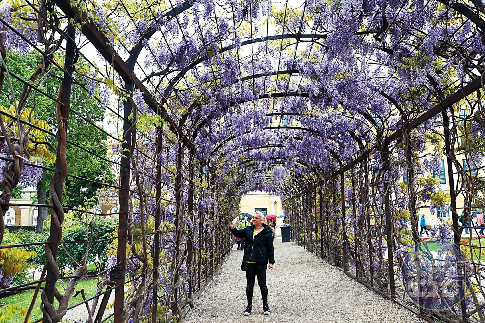不同季節來到宮殿後方的花園，能看到四季各異的庭園風景。