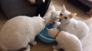 受武漢肺炎疫情影響，當地封城後許多飼主無法返家照顧寵物。（翻攝自武漢市小動物協會微博）