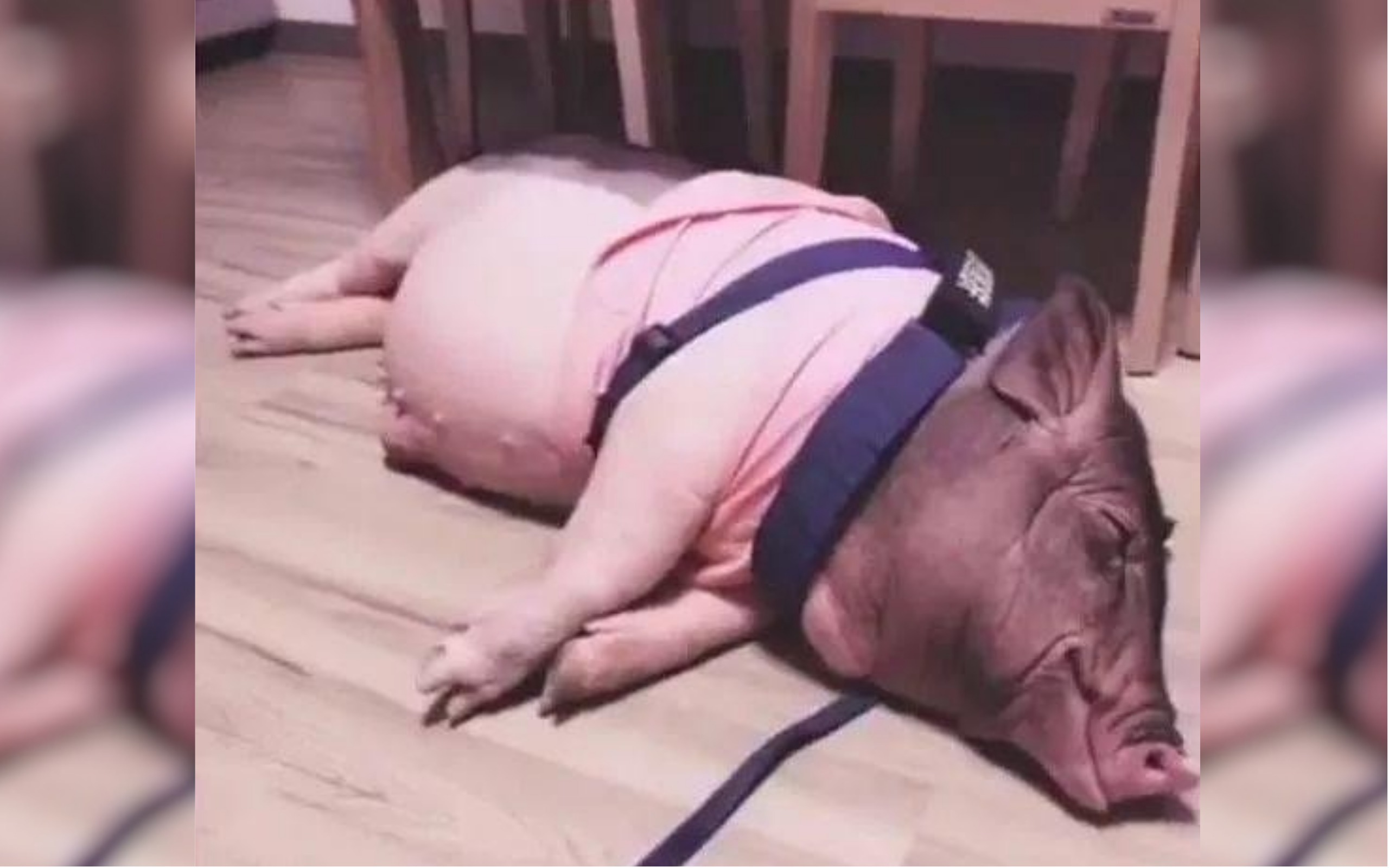 寵物豬屁屁吃飽喝足又安心睡覺去了。（翻攝寵物幫萌星球微博）