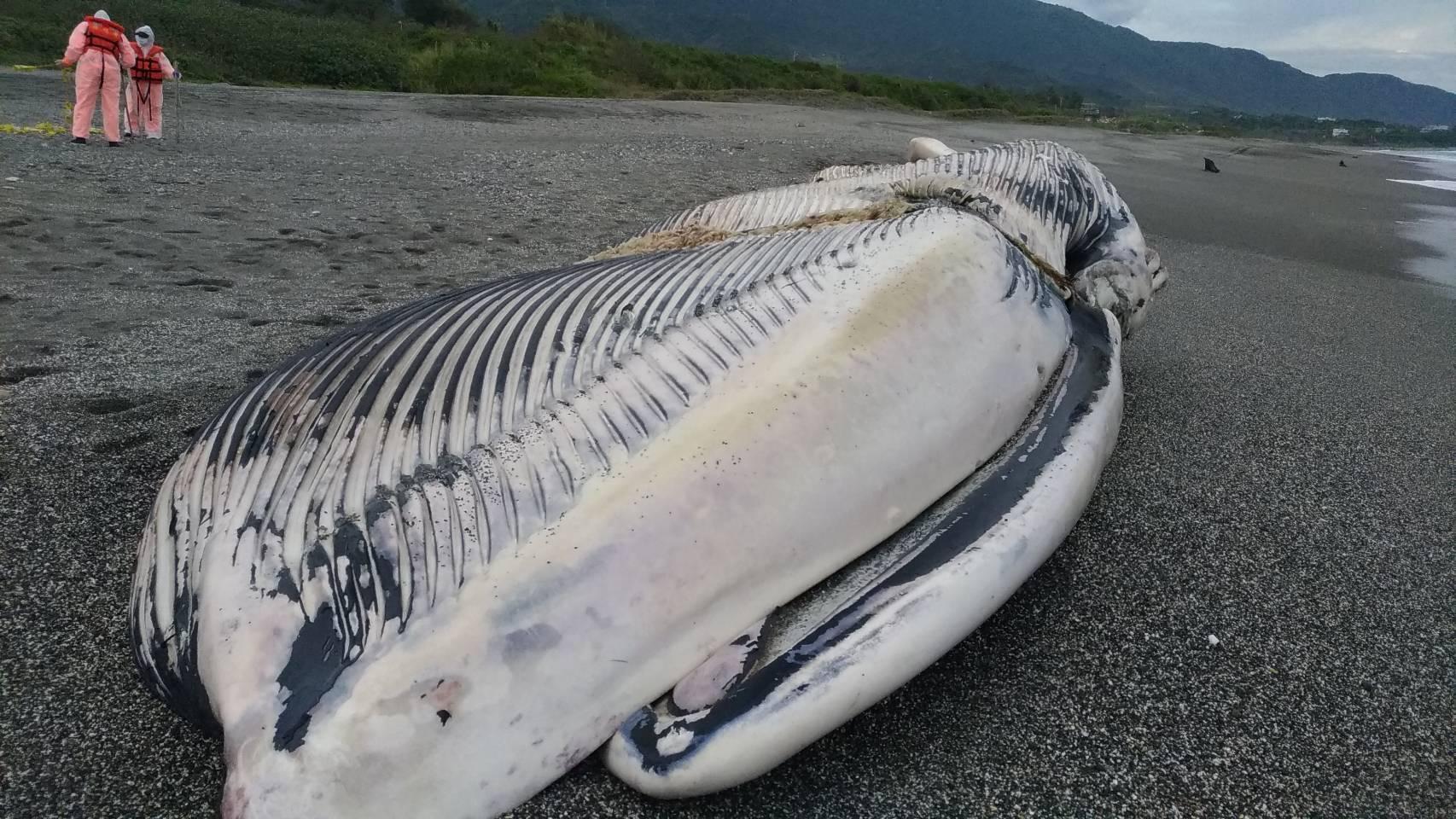 台東長濱海灘驚見一隻死亡鯨魚擱淺,當時初步研判為長須鯨,但經專家多日詳細解剖及DNA比對後,發現牠應為全世界最大的動物「藍鯨」。(翻攝自成大海洋生物暨鯨豚研究中心臉書)