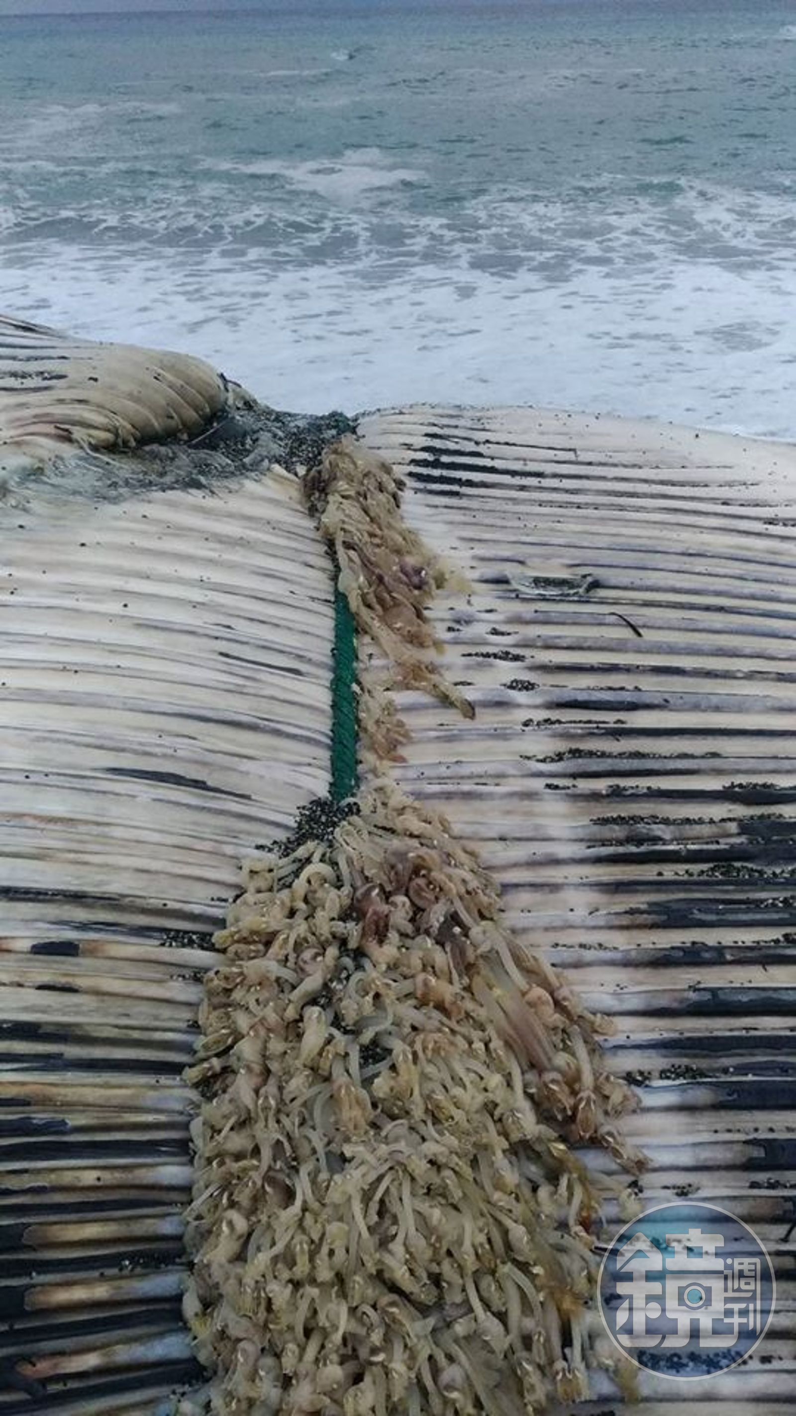 最大動物「藍鯨」台東擱淺被人類害慘活活餓死- 鏡週刊Mirror Media