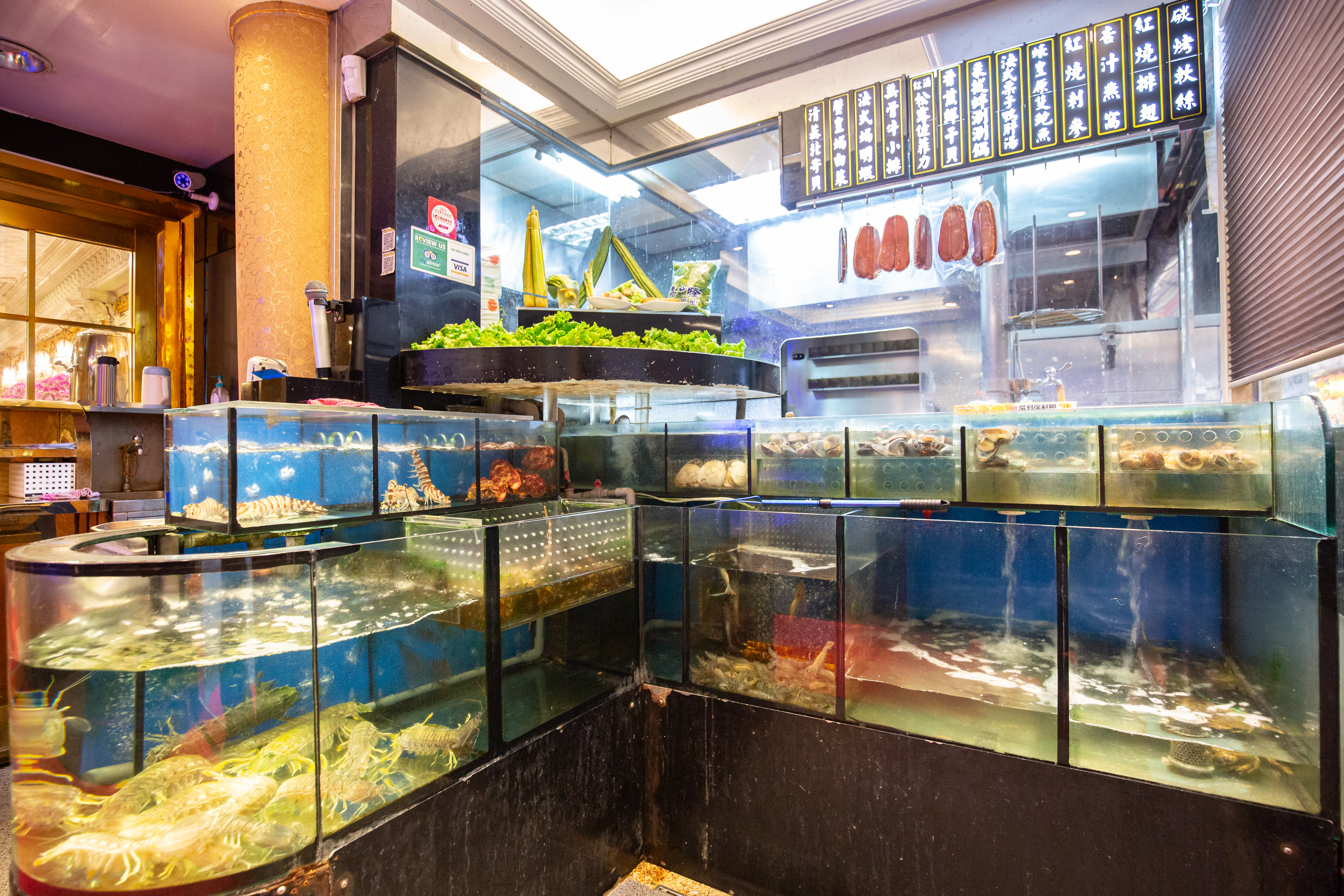 一踏入門就看見水族箱裡的活跳海鮮。