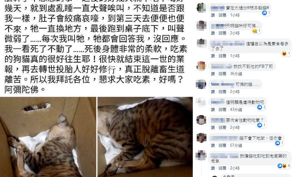 有寵物主人逼貓吃素，引爆網友怒火。（圖／翻攝「行走的故事詩2.0/yanwu」粉專）