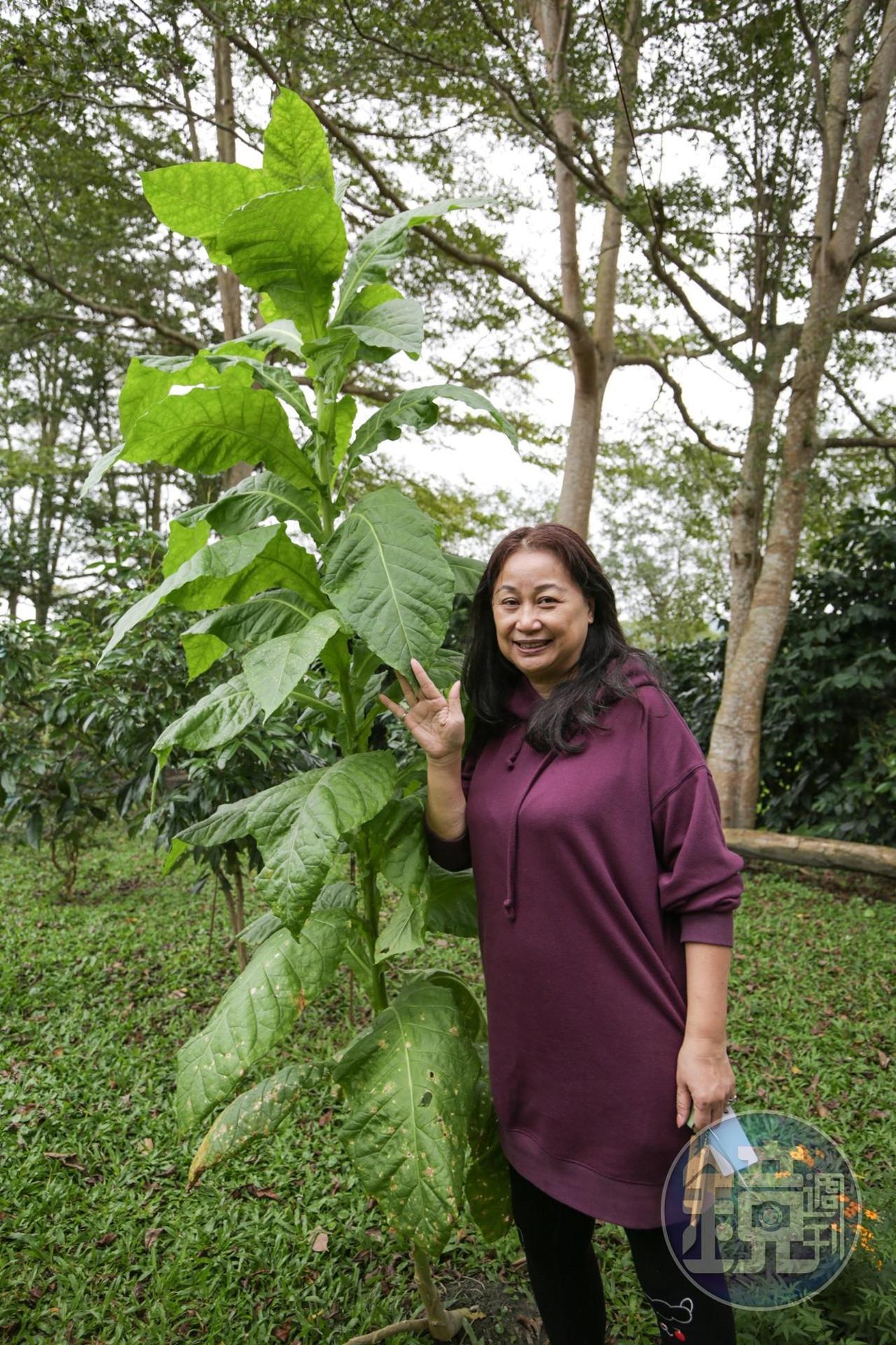 王春蓮本身是導覽員，園區刻意種植幾株菸葉，供人觀賞。