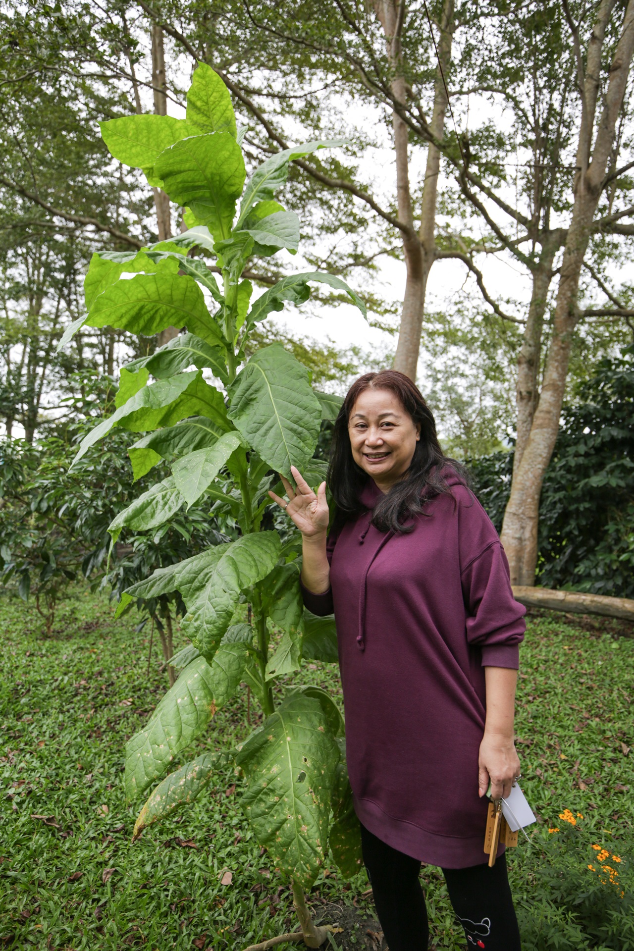 王春蓮本身是導覽員，園區刻意種植幾株菸葉，供人觀賞。