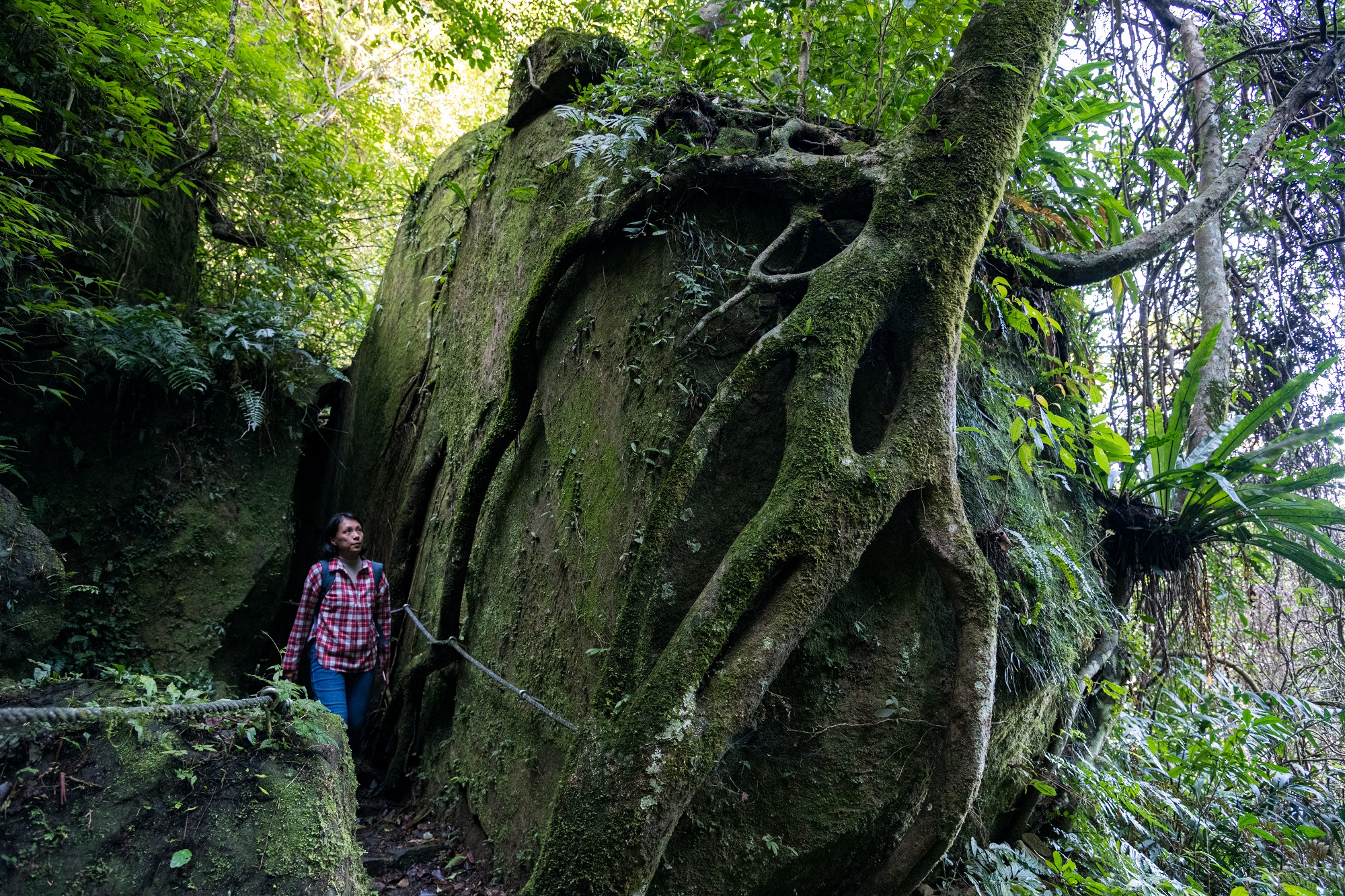 走出「一線天」，巨石被老樹盤踞形成奇特景觀。