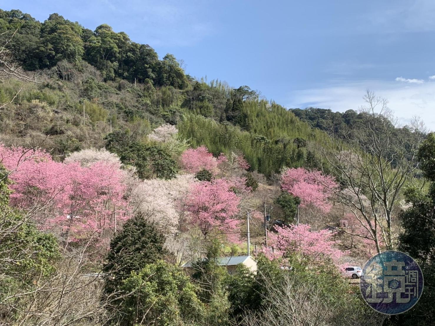 遠看山頭,已經是整片的粉紅色。