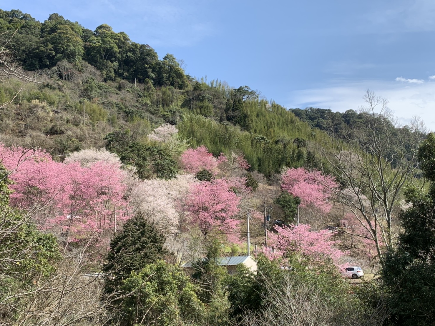 遠看山頭，已經是整片的粉紅色。