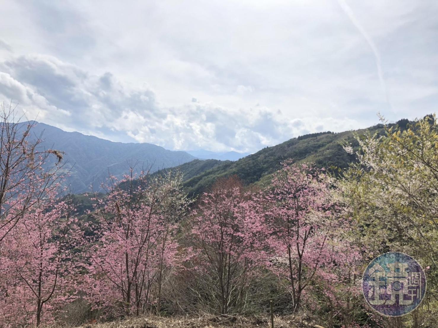 櫻花的後面可以看見美麗的山稜線。