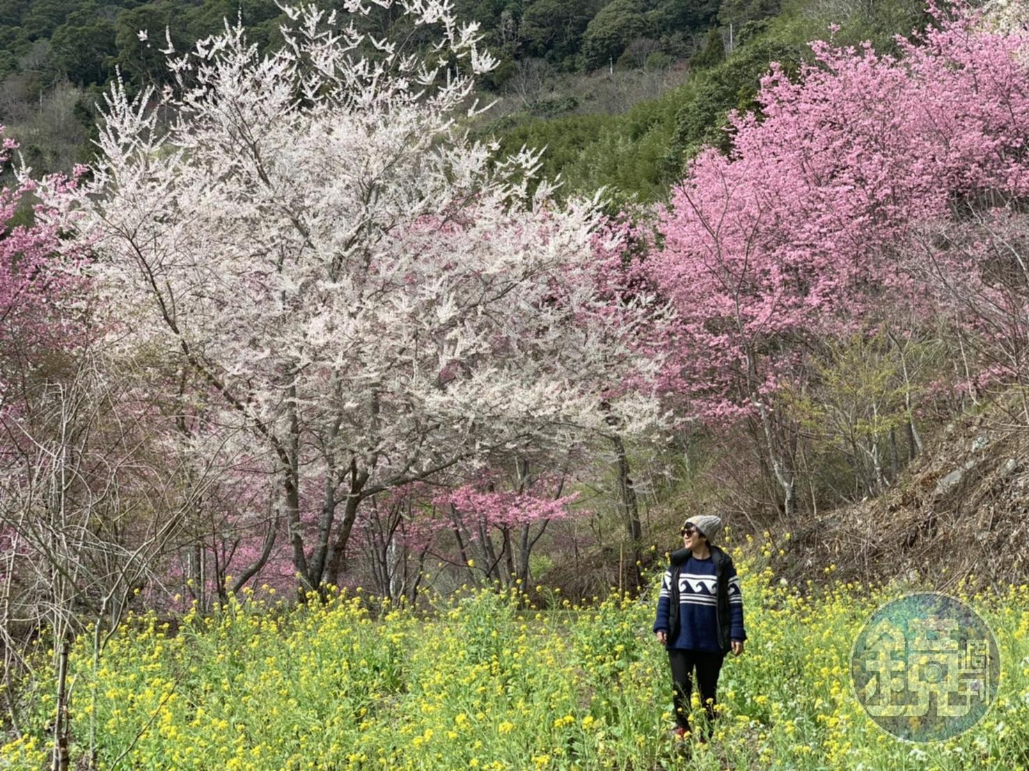 走在櫻花群中,景色極美。