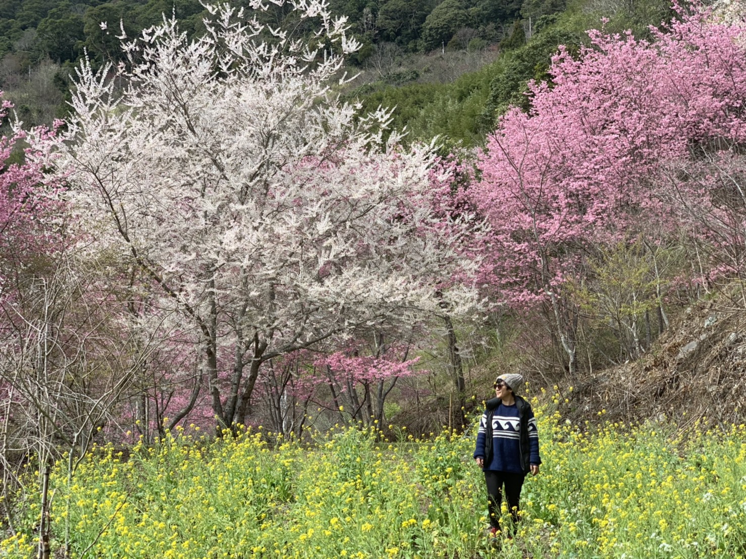 走在櫻花群中，景色極美。