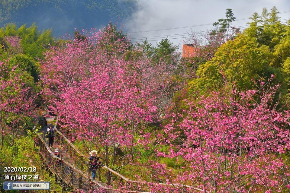 頂石棹的「櫻之道」已有不少追櫻人潮。（黃源明提供）