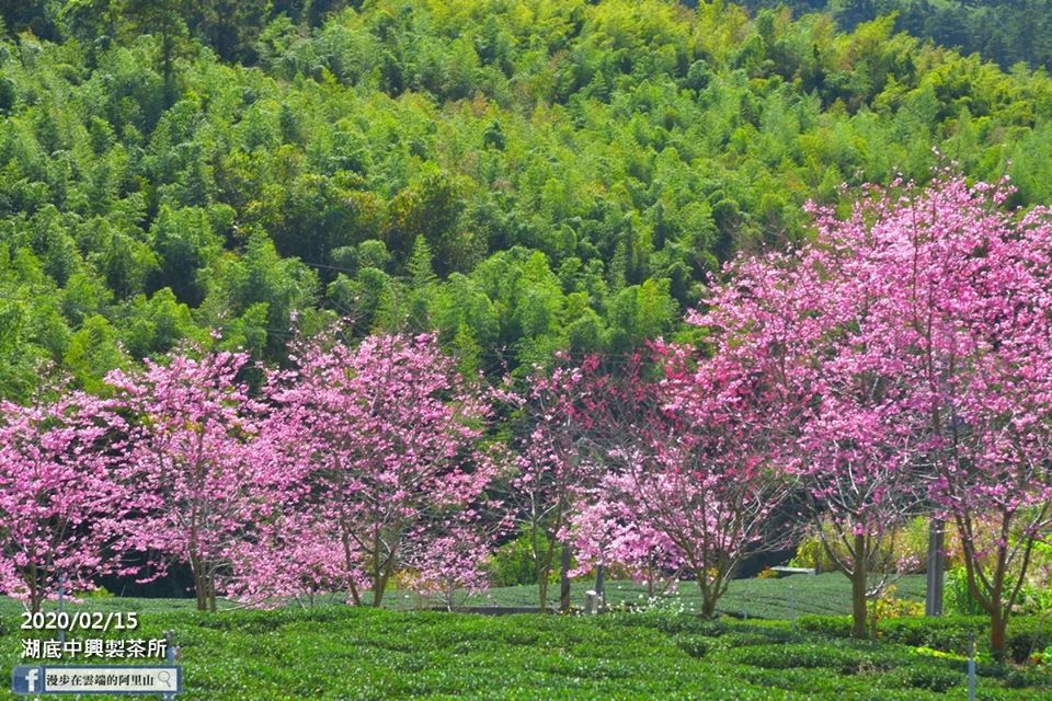 竹林、茶園與櫻花形成美麗風景畫。（黃源明提供）