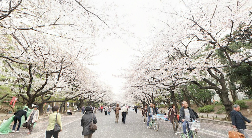 日本櫻花季受到武漢肺炎疫情衝擊，許多遊客都取消觀光行程。（翻攝自日本國家旅遊局官網）