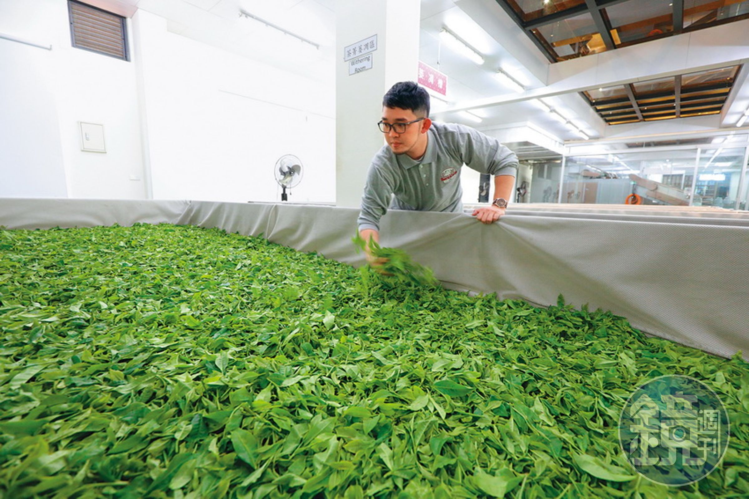 王朝偉經由學習了解茶的習性，親手設計觀光工廠的藍圖。