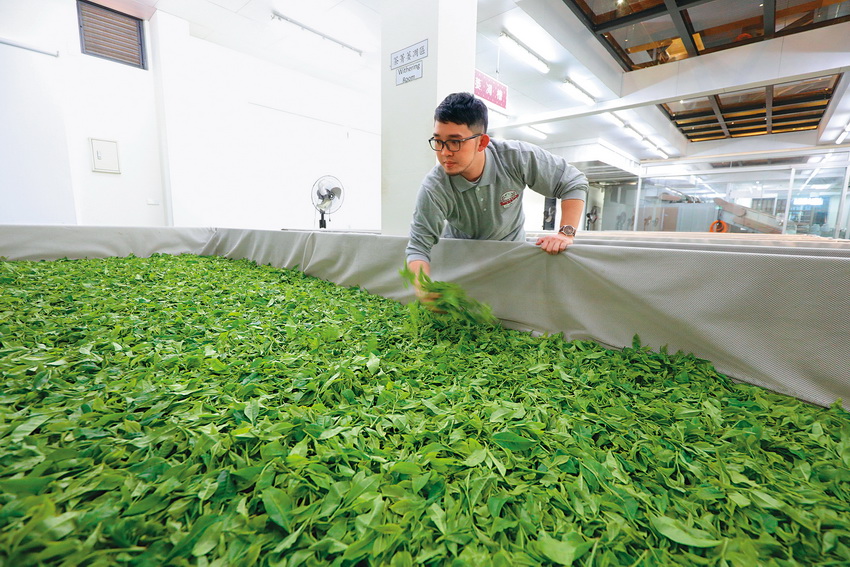 王朝偉經由學習了解茶的習性，親手設計觀光工廠的藍圖。