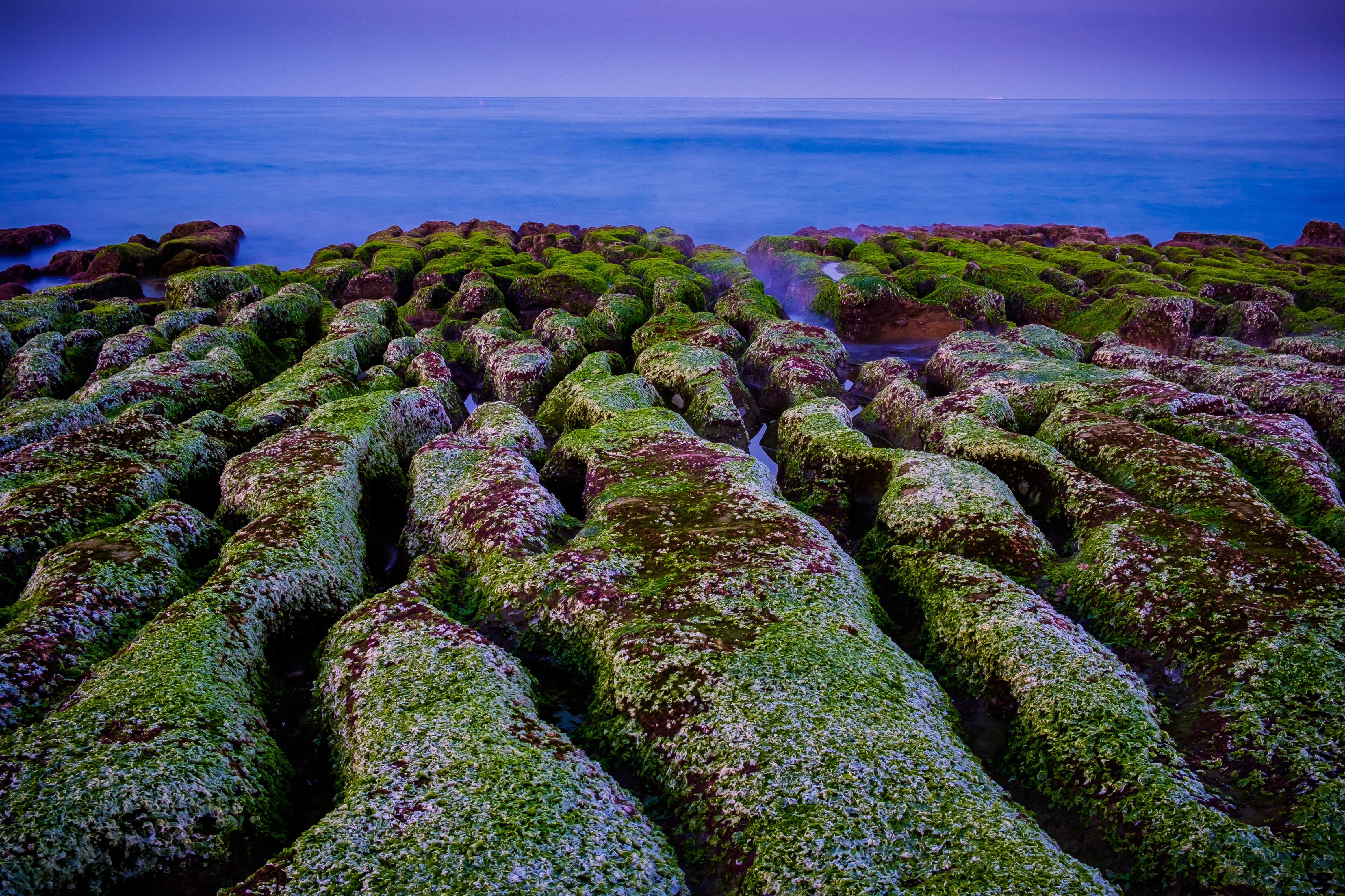 老梅綠石槽，每年春天都呈現一片綠色地毯景象。