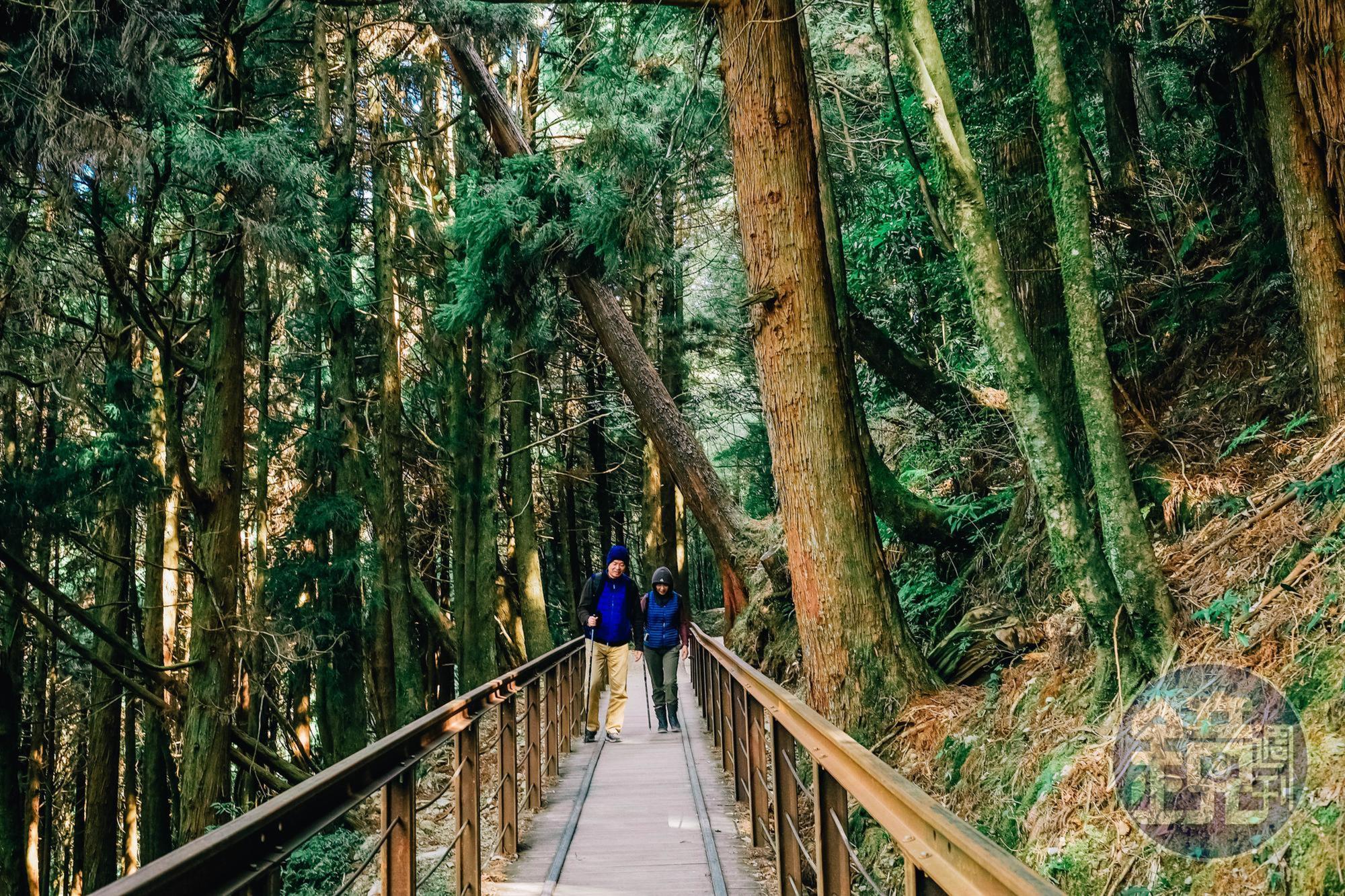 古木參天的特富野，走起來別有一番味道。