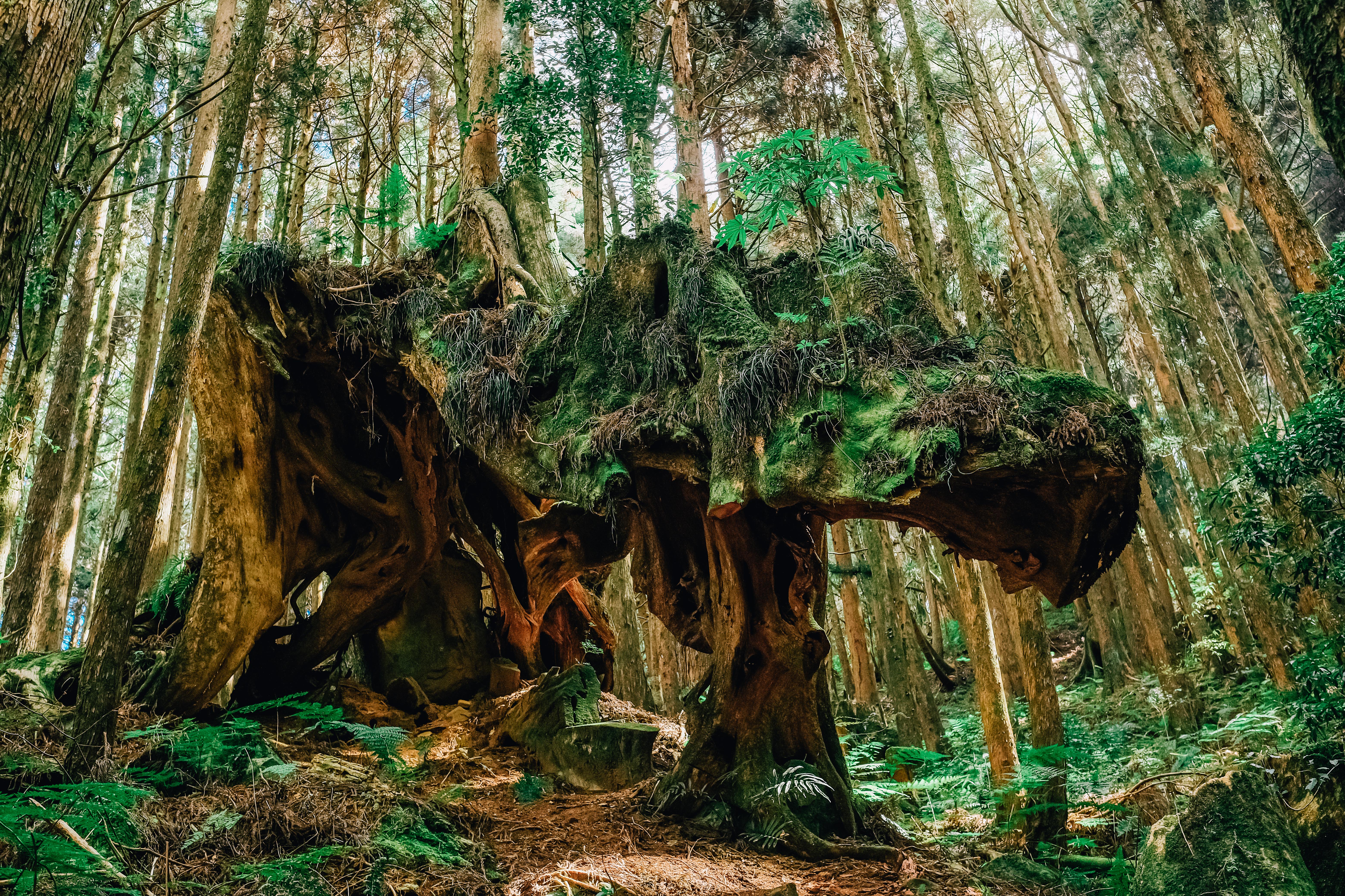 特富野古道全長6公里多，至3.7k處一路平緩好走，沿途林相茂密，古木參天。