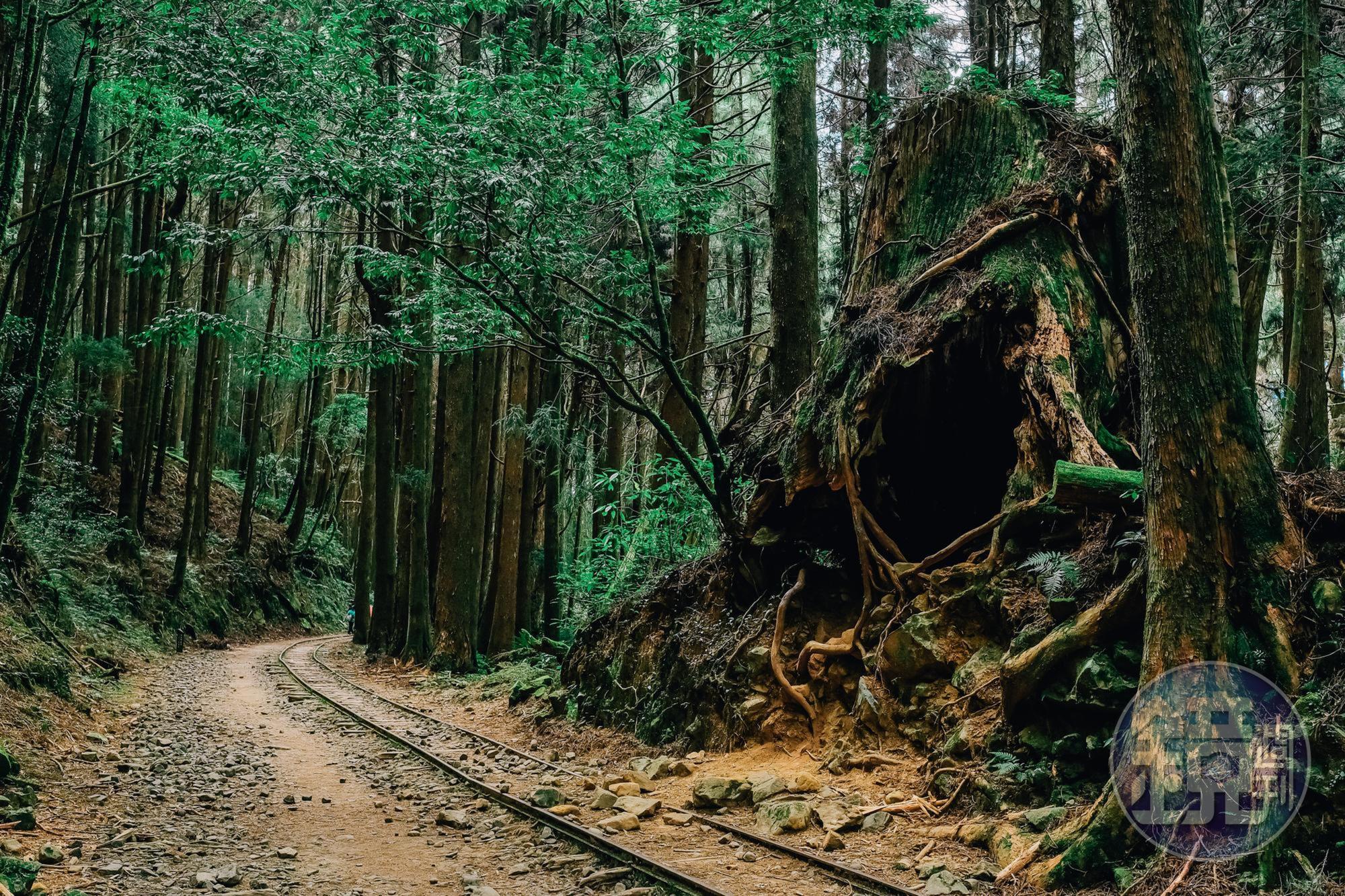 步道旁的巨木基座已成中空，可容納一個成人站進去，可想像這棵樹有多大。