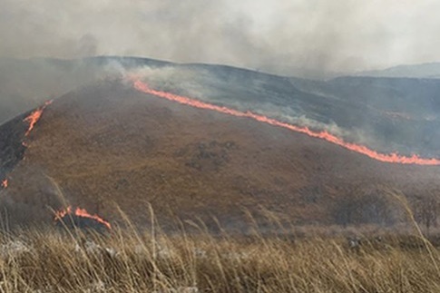 日本山口縣23日舉行了有600年以上傳統的燒山活動。（翻攝自 山口県広報広聴課 Instagram）