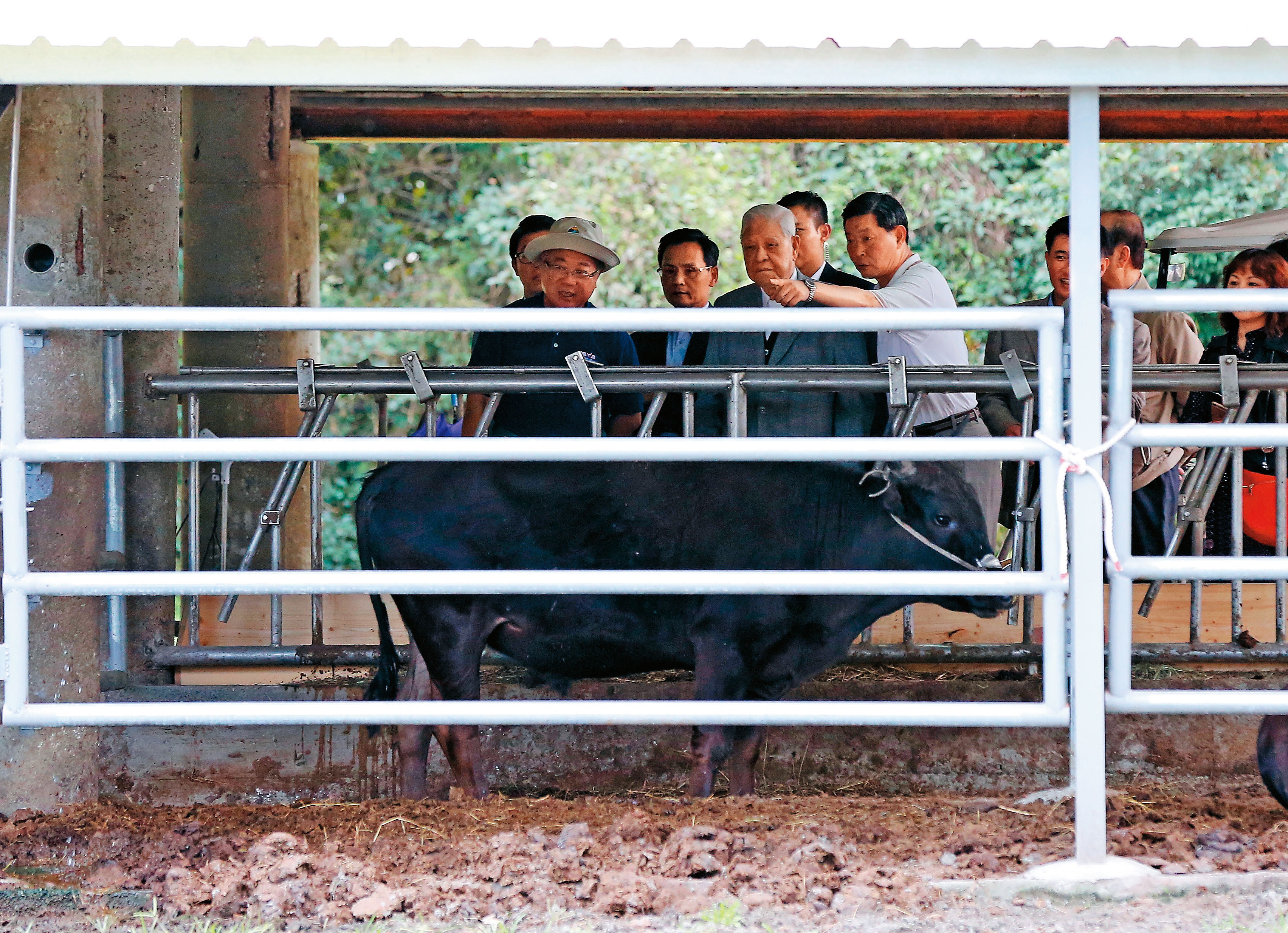 前總統李登輝購入原飼養在陽明山的黑毛牛，命名為「源興牛」，培育新牛種。圖為2017年李到花蓮源興牛欄舍關心培育進度。