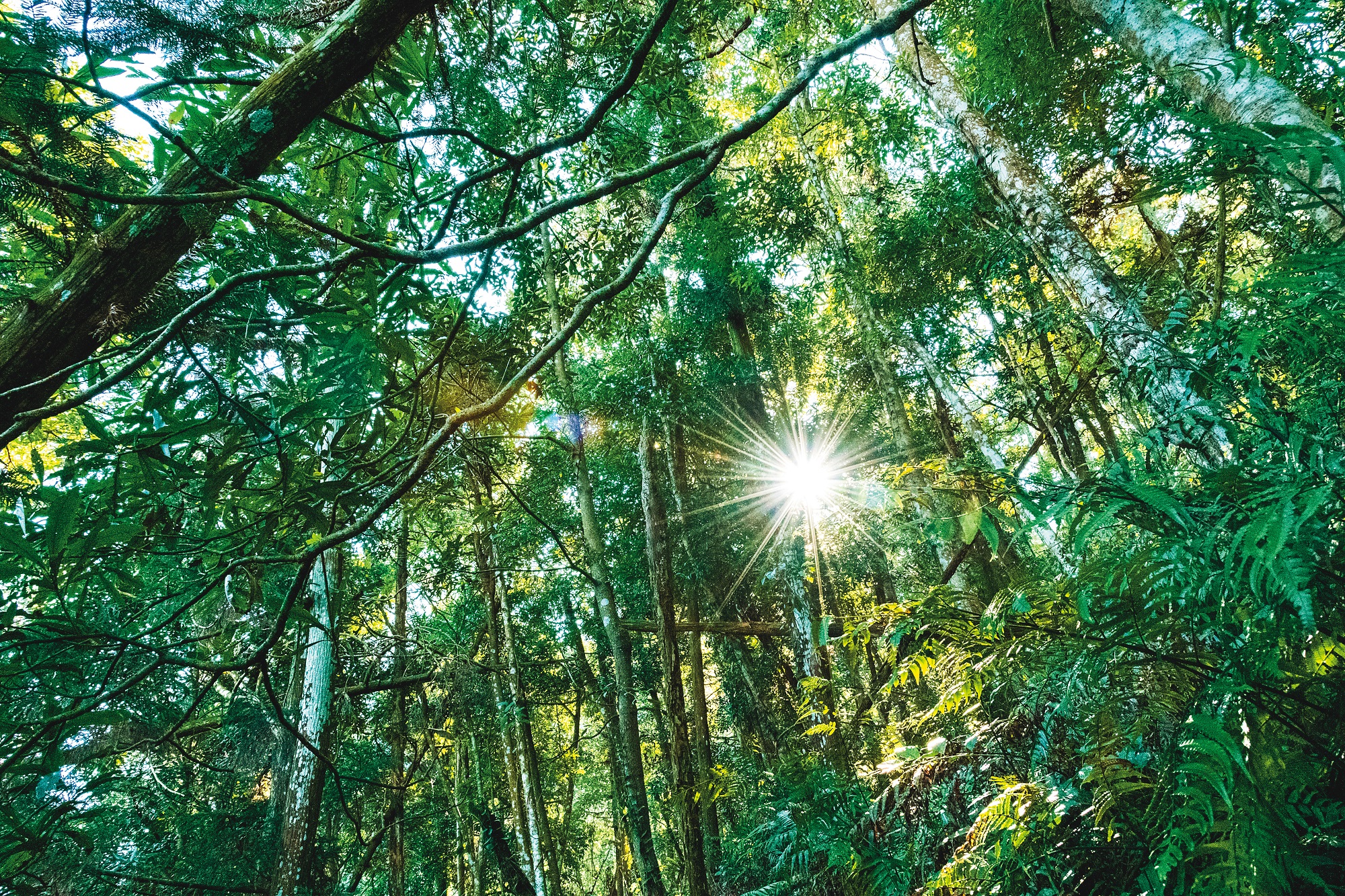 「仙洞步道」林相為茂密樹林，時而透進溫煦春陽。