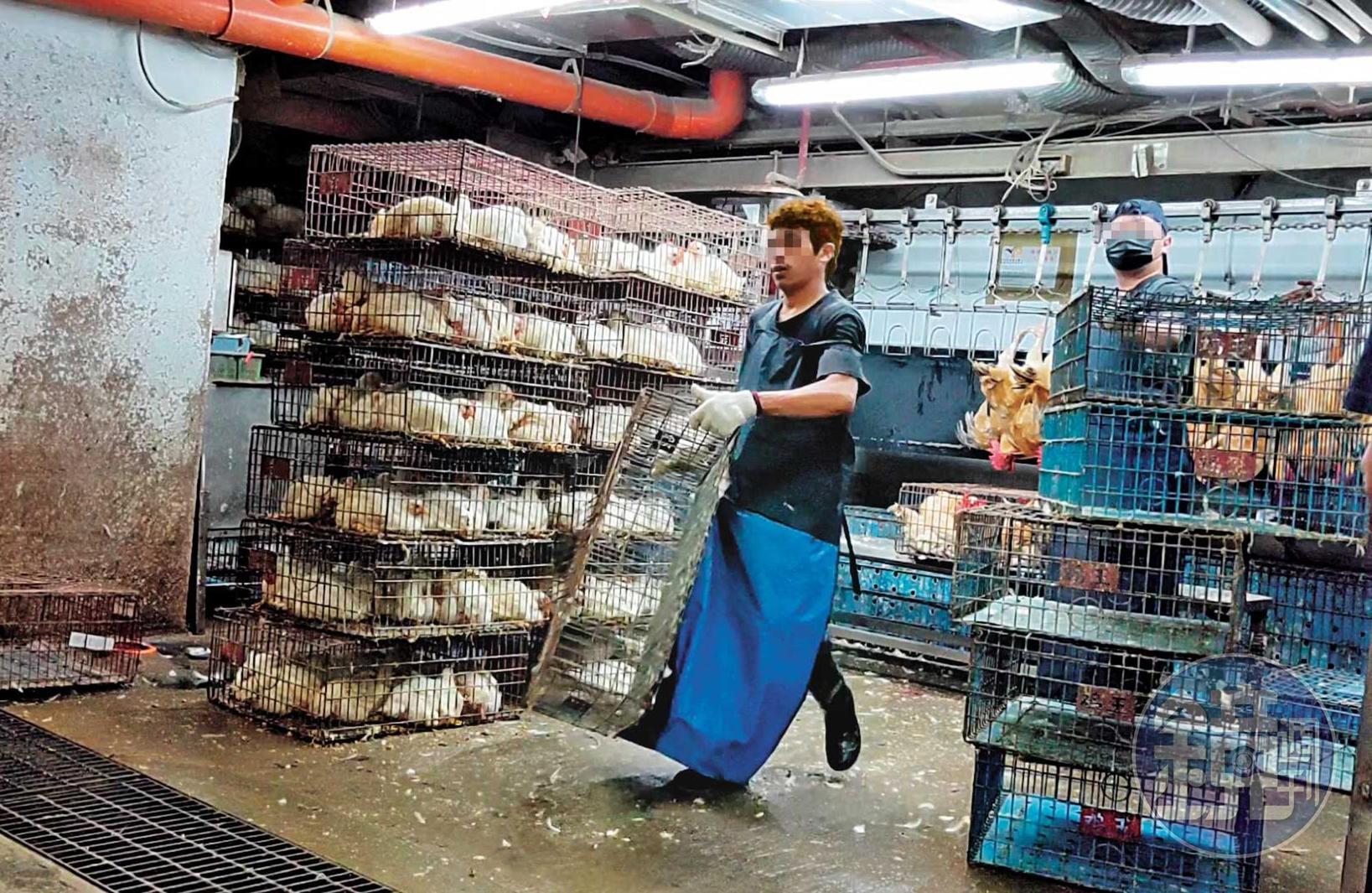 北部一處大型官辦屠宰場,業者聘用約200名無證移工,正與台籍員工一起搬運雞籠、鴨籠,但雇主並未提供充足口罩及衛教,工作環境也不佳,讓他們身陷感染風險。
