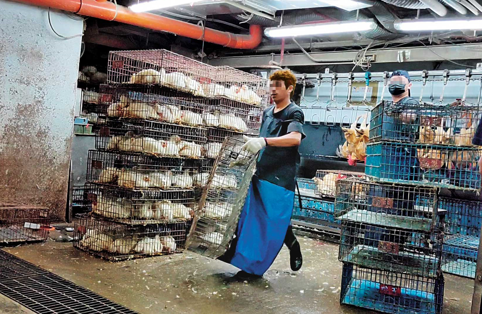 北部一處大型官辦屠宰場，業者聘用約200名無證移工，正與台籍員工一起搬運雞籠、鴨籠，但雇主並未提供充足口罩及衛教，工作環境也不佳，讓他們身陷感染風險。