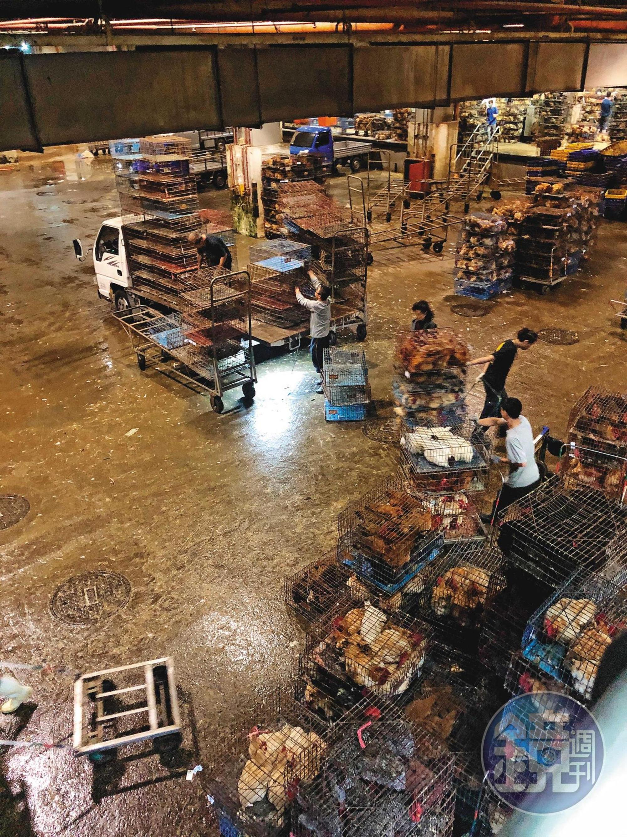 2/29 22:20 北部一處大型官辦屠宰場,業者聘用約200名無證移工,正與台籍員工一起搬運雞籠、鴨籠,但雇主並未提供充足口罩及衛教,工作環境也不佳,讓他們身陷感染風險。