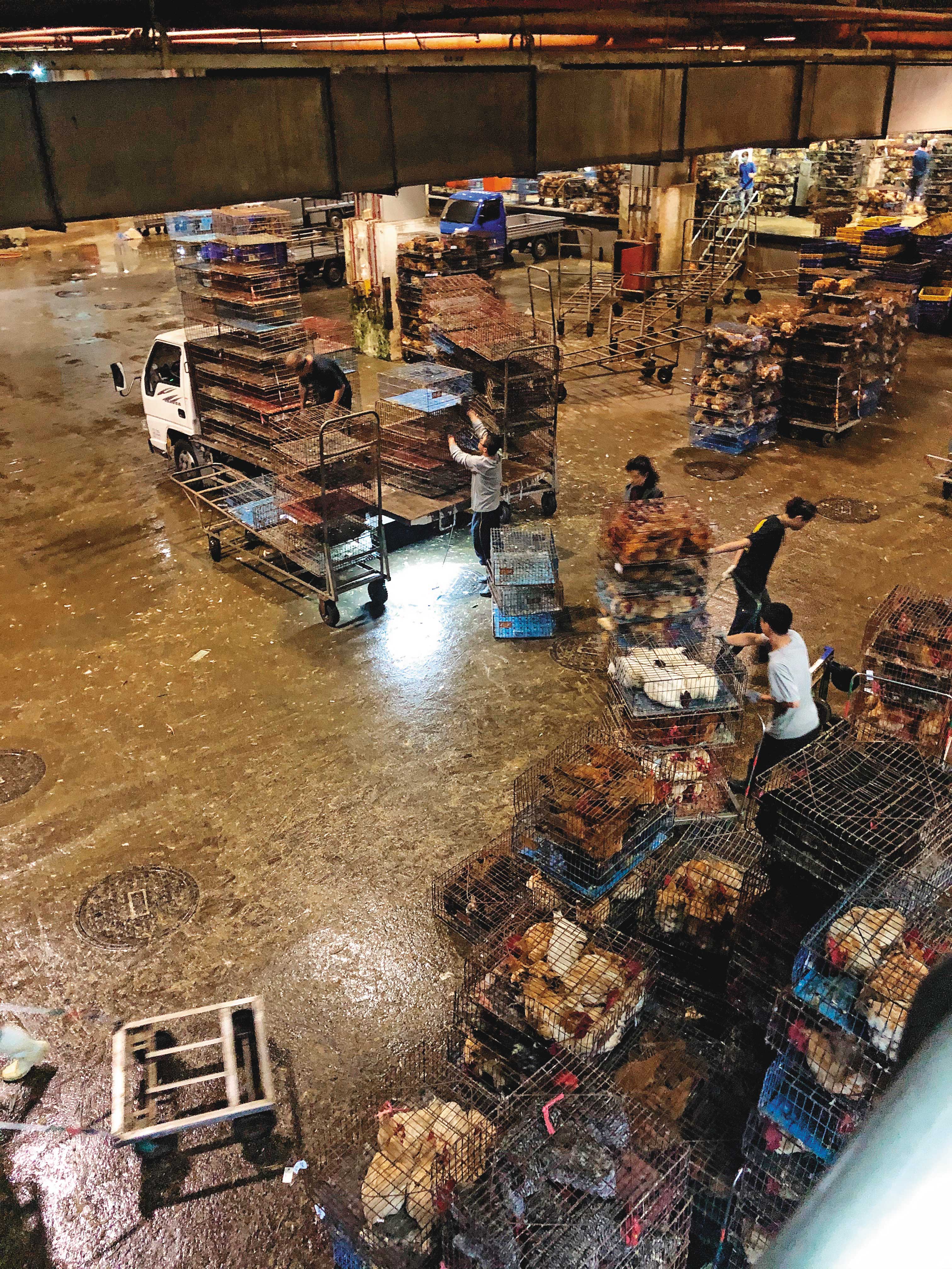 2/29 22:20 北部一處大型官辦屠宰場,業者聘用約200名無證移工,正與台籍員工一起搬運雞籠、鴨籠,但雇主並未提供充足口罩及衛教,工作環境也不佳,讓他們身陷感染風險。