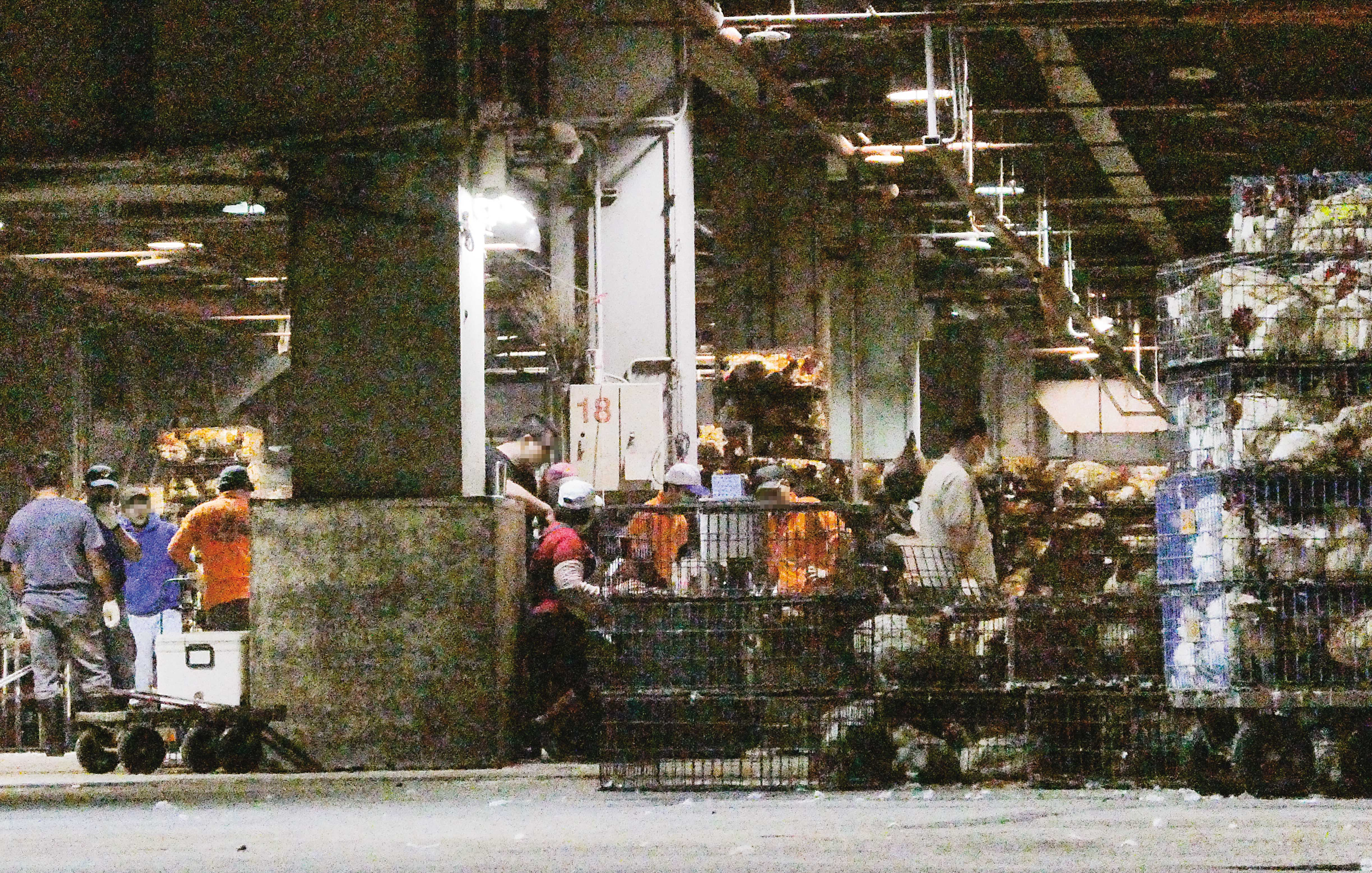 2/29 23:12 本刊直擊的這處屠宰場，由官方持股近半，每日共屠宰約5萬隻家禽。