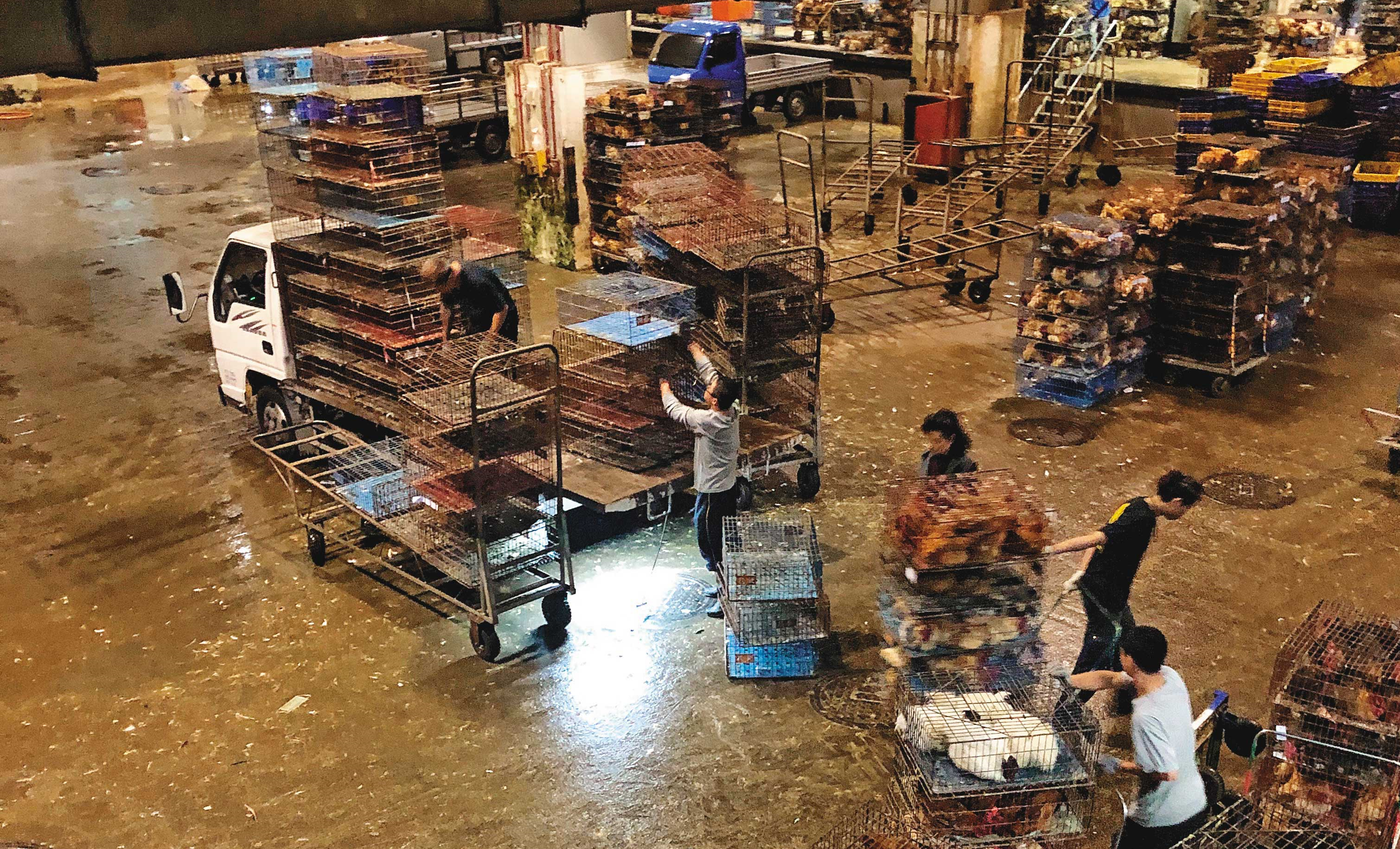 2/29 22:20 北部一處大型官辦屠宰場，業者聘用約200名無證移工，正與台籍員工一起搬運雞籠、鴨籠，但雇主並未提供充足口罩及衛教，工作環境也不佳，讓他們身陷感染風險。