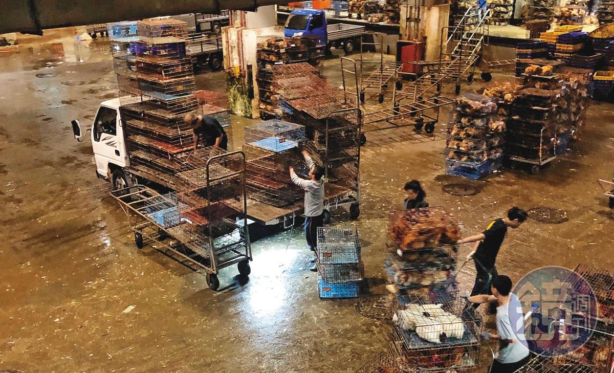 官辦屠宰場200名無證移工，恐成受感染的高風險族群。