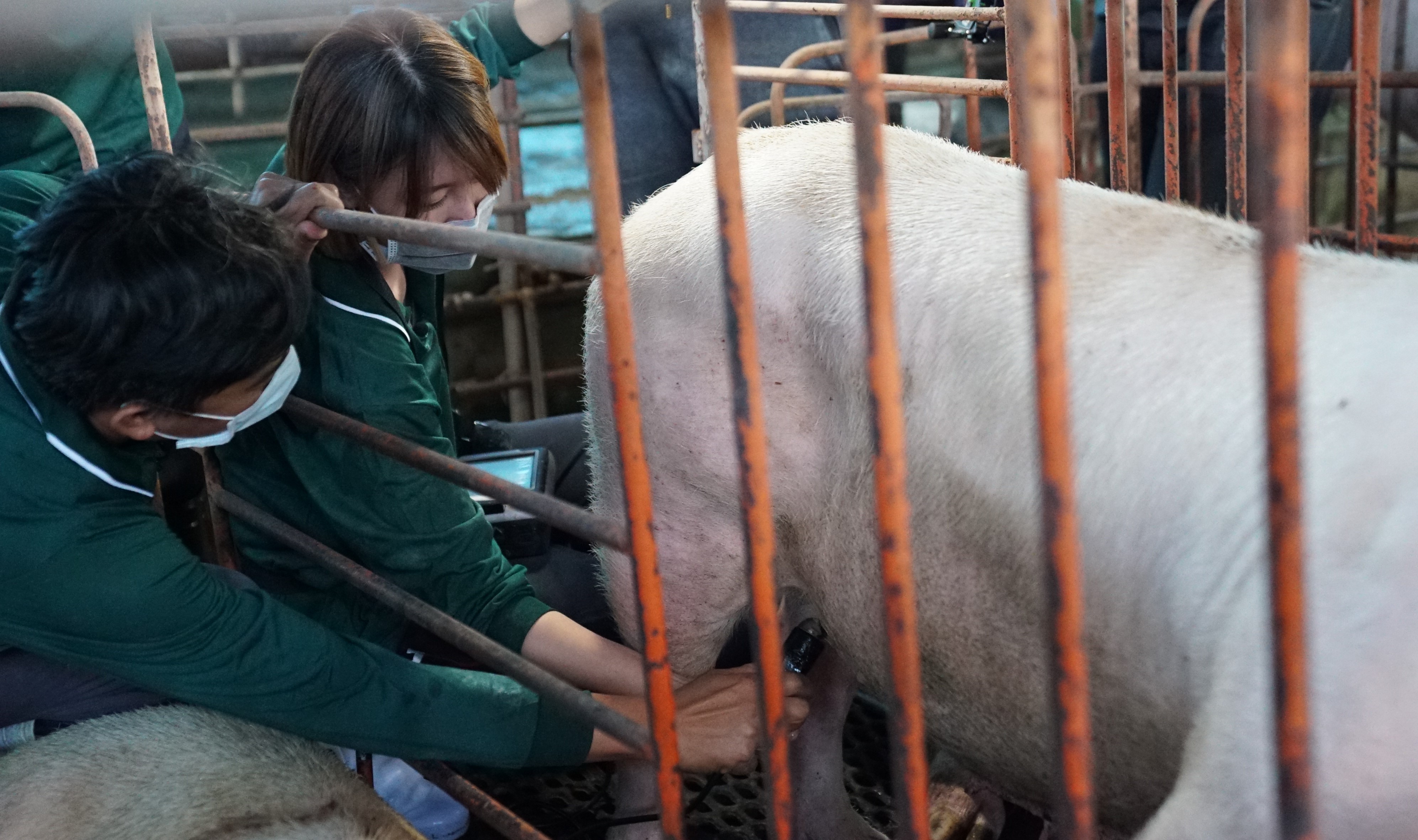 李懿替母豬驗孕。（圖／懿想天開 提供）