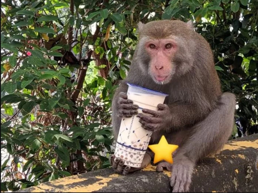 柴山經常有猴子出沒，近日一名外送員遭到猴子「搶劫」讓他感到十分無奈。（翻攝自Dcard）