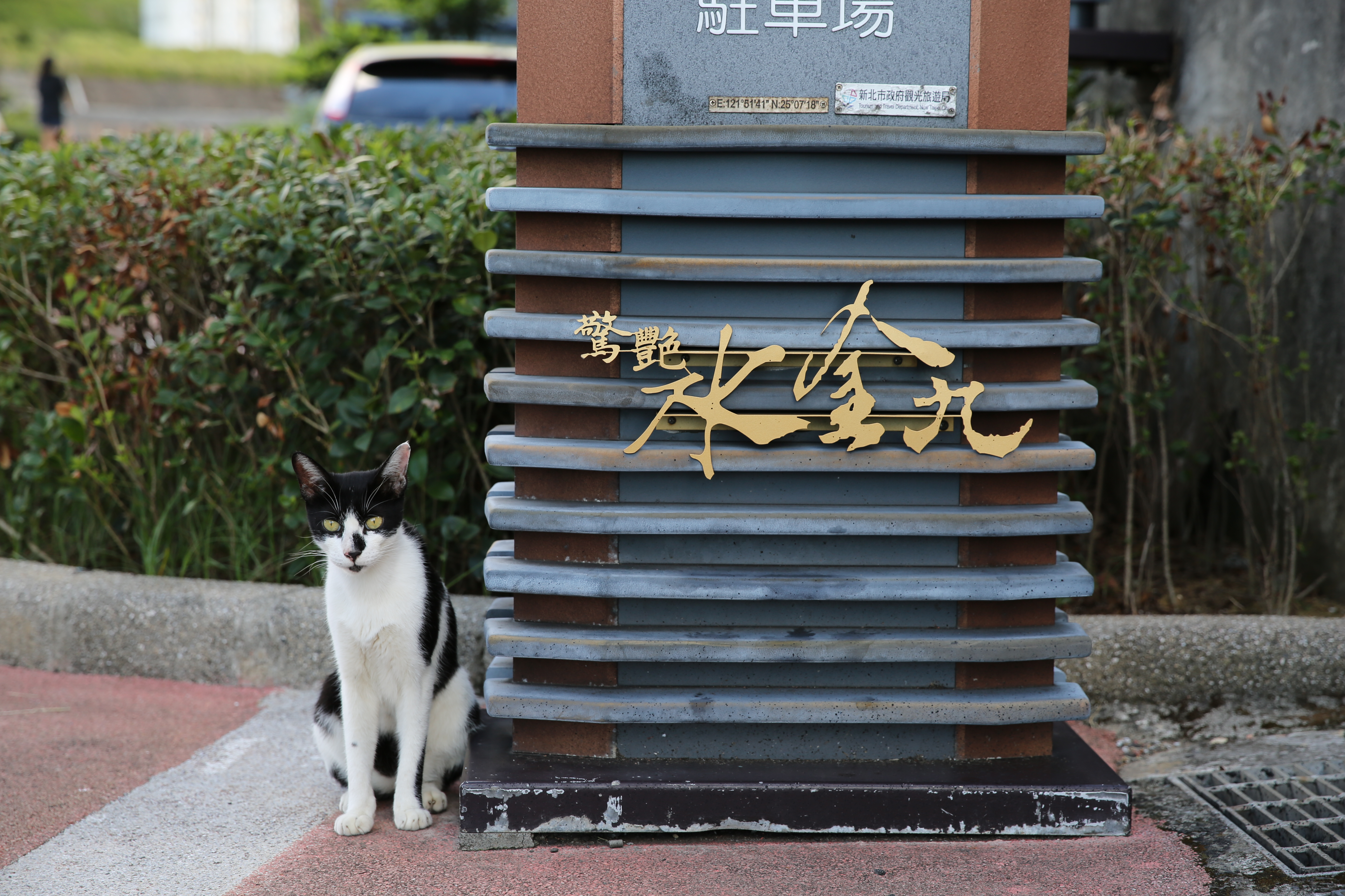 首先登場的是住在水湳洞的居民，看到我在拍，牠竟也乖乖的立正站好。