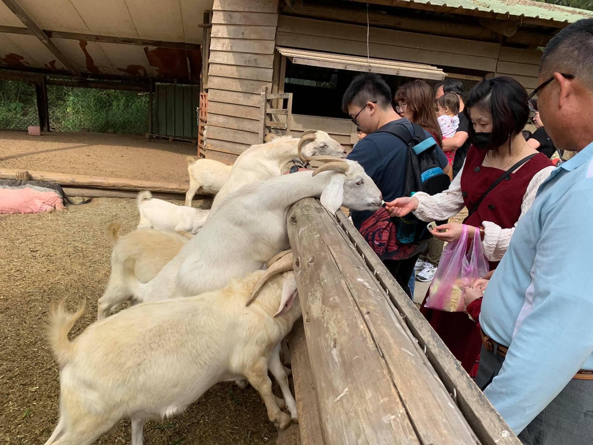南台灣最大野生動物園「頑皮世界」採半開放式觀賞，也是許多人的童年回憶。（翻攝自頑皮世界野生動物園Wanpi World Safari Zoo臉書）