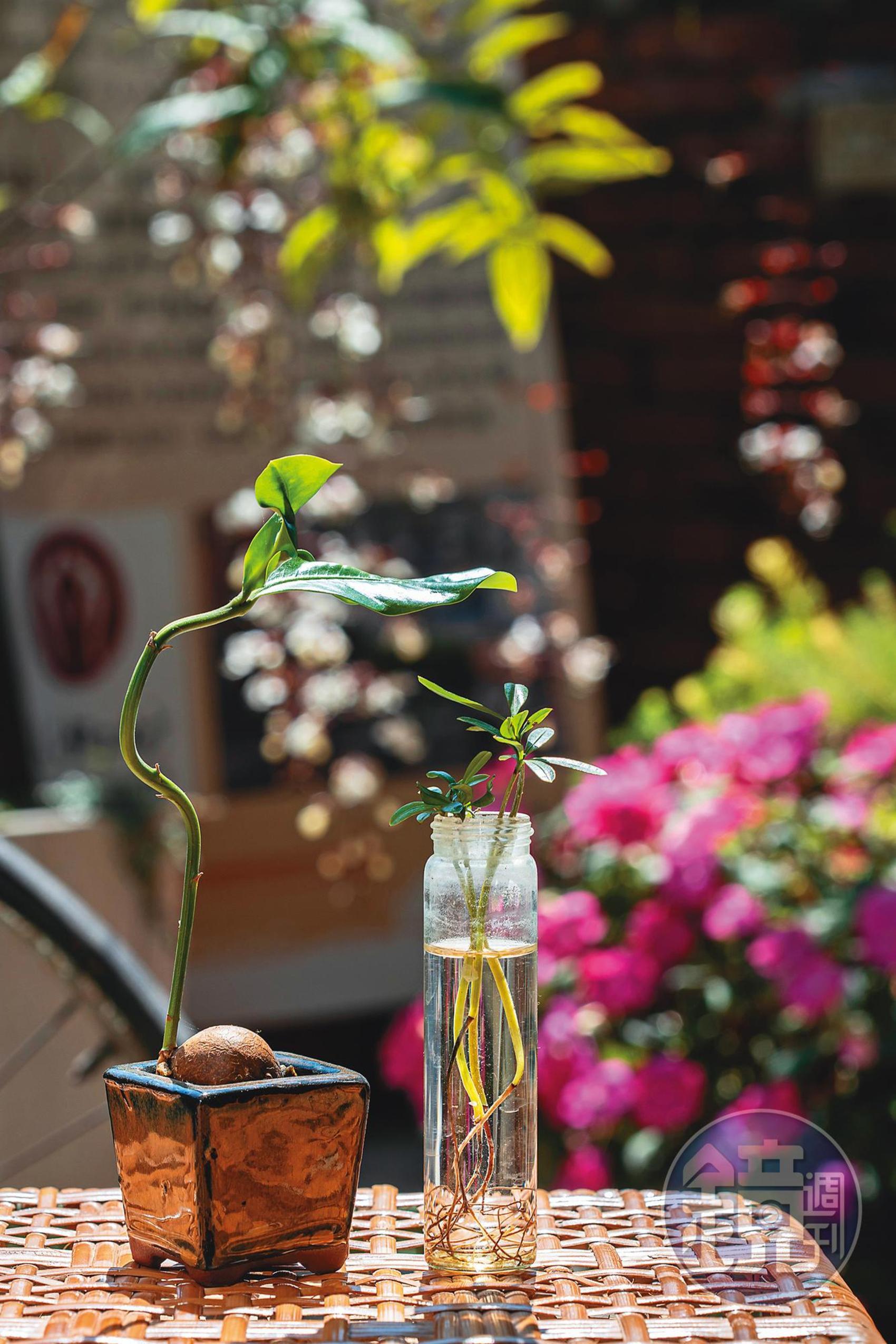店內也販售水生植物，很適合養在辦公室。