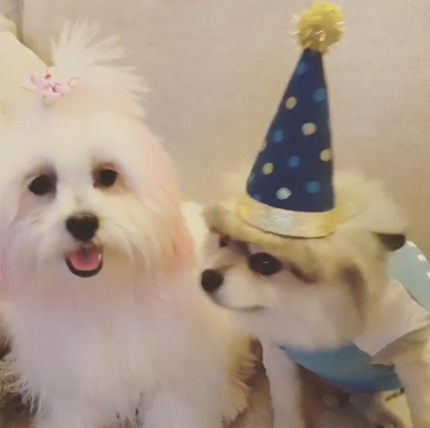 博美「Boo」和馬爾濟斯「Cupcake」原本都是自然毛色。(翻攝自booandcupcake IG)