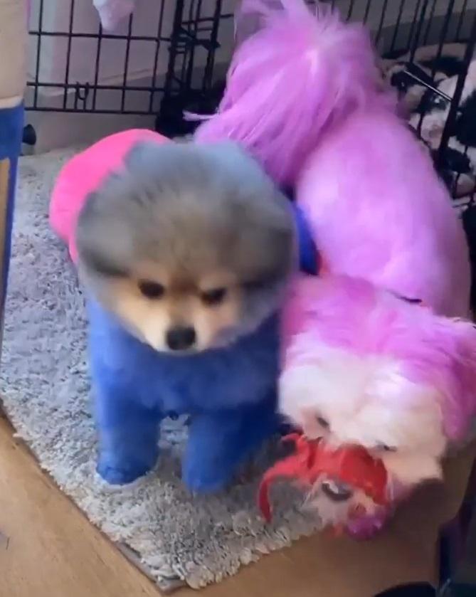 馬爾濟斯「Cupcake」嘴巴被紅色帶子緊綁住無法張開,看起來相當不舒服。(翻攝自booandcupcake IG)