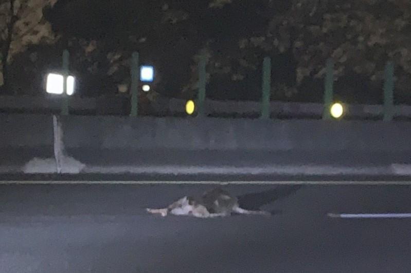 鹿從樹林邊坡護欄竄出闖進車道，遭2車輾斃。（國道7隊提供）