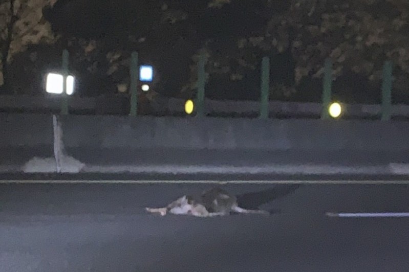 鹿從樹林邊坡護欄竄出闖進車道，遭2車輾斃。（國道7隊提供）