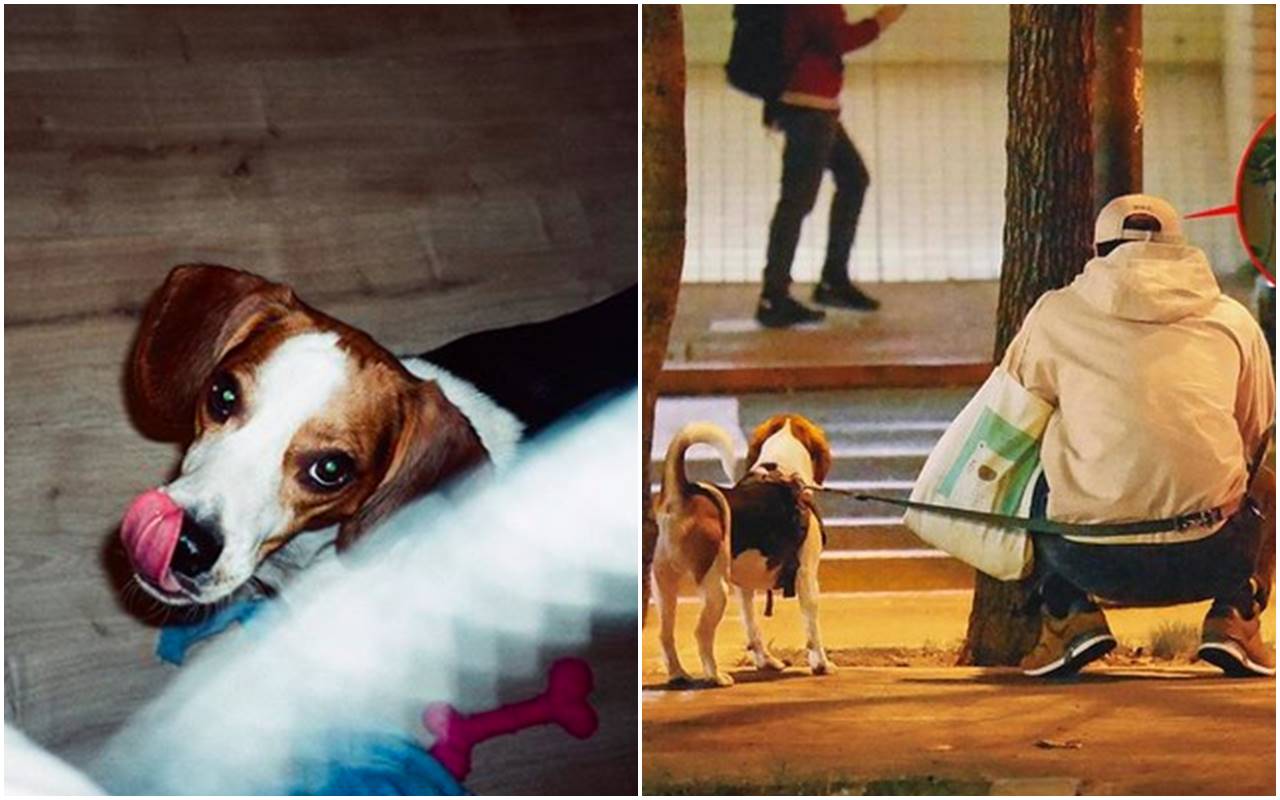 王淨的緋聞男友宋柏緯（右）被本刊直擊幫她遛狗。而這隻狗，正是王淨與她的米格魯愛犬勘吉。（翻攝自王淨IG／本刊資料照）