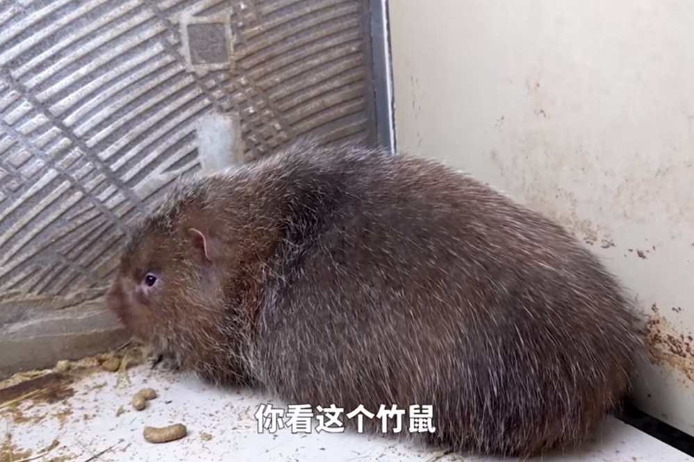 中國Youtube頻道「華農兄弟」以烹煮各種竹鼠料理聞名。（翻攝自華農兄弟Youtube）