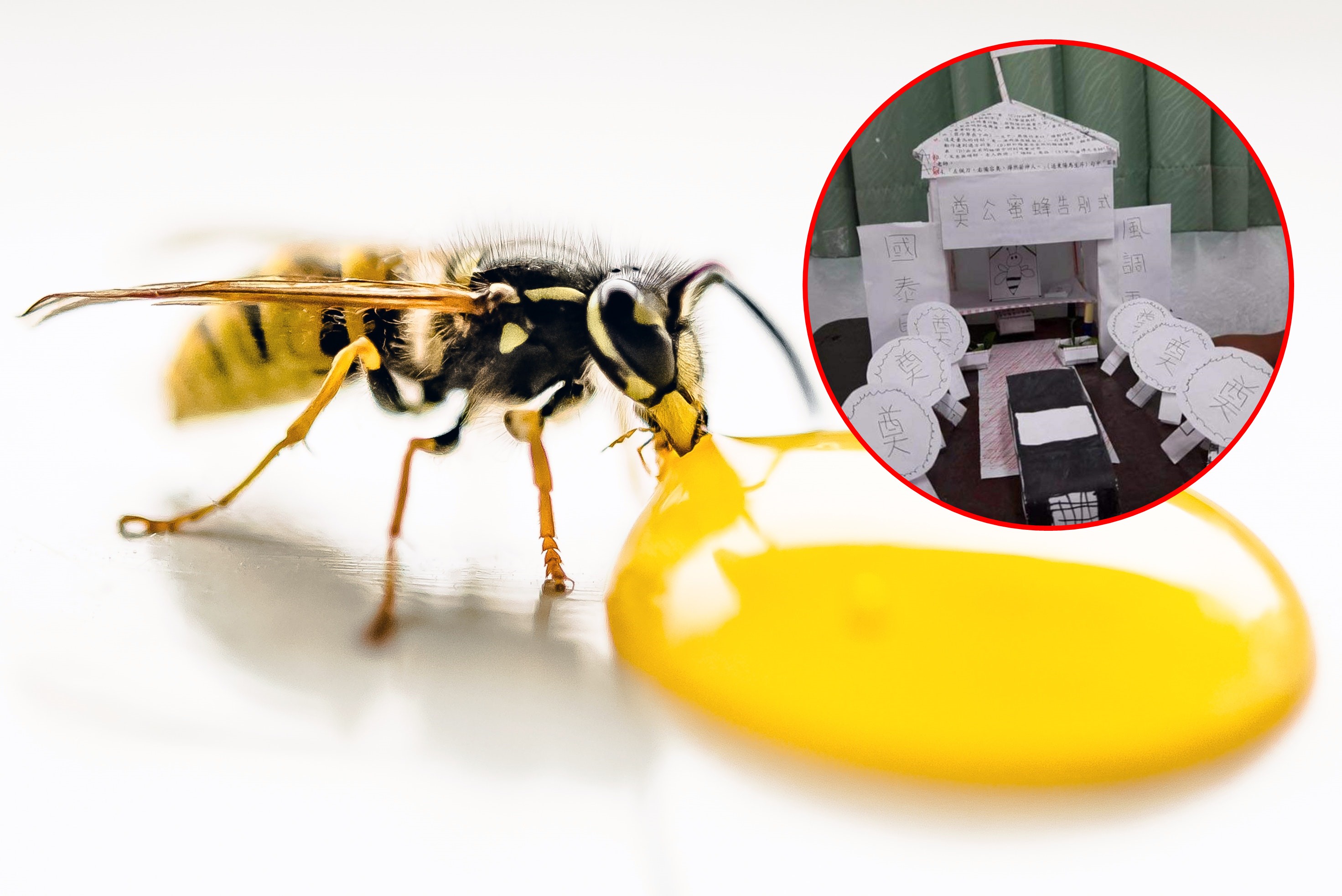 有同學失手打死蜜蜂，為牠舉辦隆重告別式。大圖為示意圖。（大圖來源Skitterphoto／pexels、小圖翻攝自爆料公社）