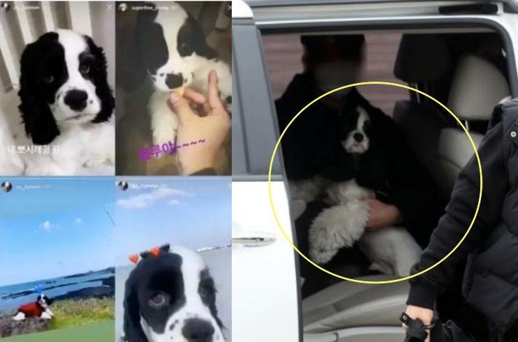 粉絲比對送勝利當兵的車上女子所抱的狗狗，與劉惠媛平常在IG曬的愛犬應該是同一隻。（翻攝自網路）
