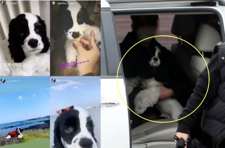 粉絲比對送勝利當兵的車上女子所抱的狗狗，與劉惠媛平常在IG曬的愛犬應該是同一隻。（翻攝自網路）