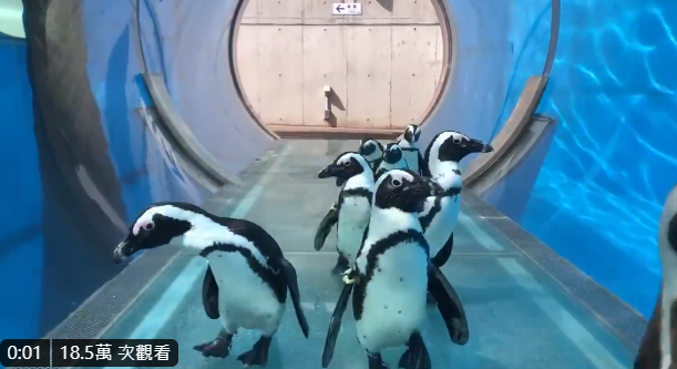 日本橫濱八景島水族館在暫時休館期間，開放企鵝在沒有遊客的館中趴趴走探險。（翻攝自横浜・八景島シーパラダイス公式 推特）